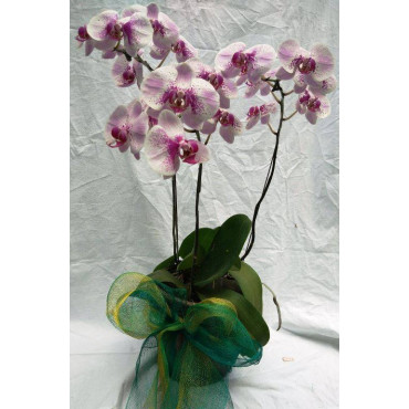 PHALAENOPSIS-04 PHALAENOPSIS-04...