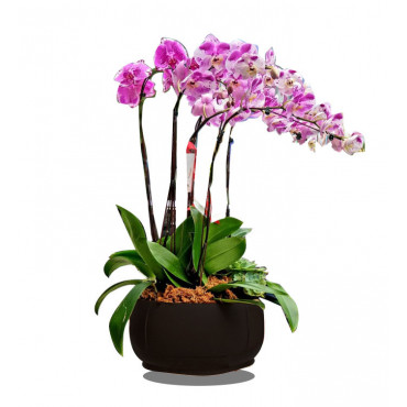 PHALAENOPSIS-02 PHALAENOPSIS-02...