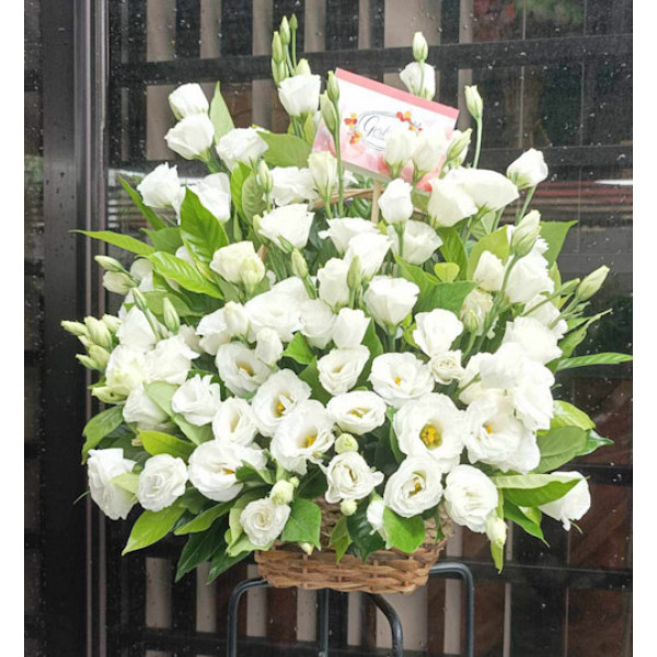 LILIUMS-WHITE2 