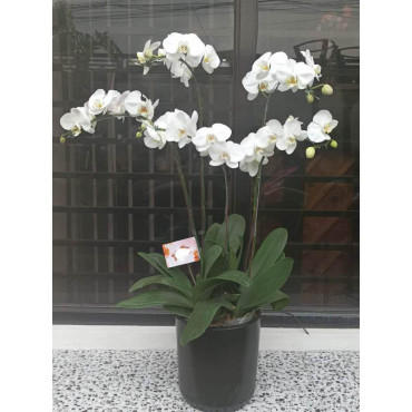 PHALAENOPSIS -VASE1 PHALAENOPSIS -VASE1...