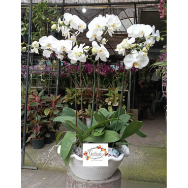 PHALAENOPSIS-09 PHALAENOPSIS-09...