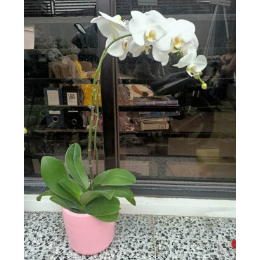 PHALAENOPSIS-08 PHALAENOPSIS-08...