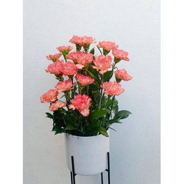 VASE-18 VASE-18...