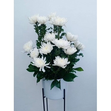 VASE-16 VASE-16...