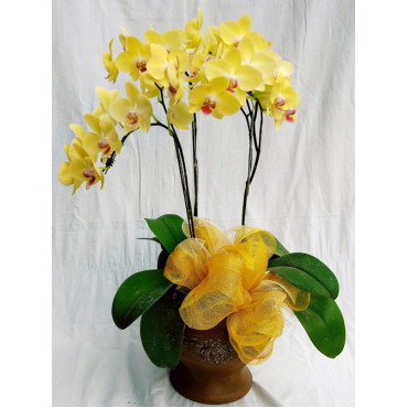 PHALAENOPSIS-05 PHALAENOPSIS-05...