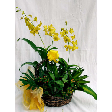 Dendrobium-yellow Dendrobium-yellow...