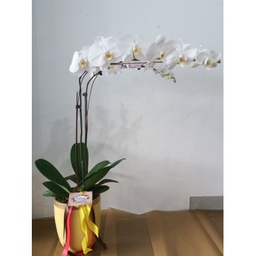 PHALAENOPSIS-01 PHALAENOPSIS-01...