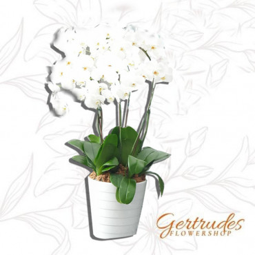 PHALAENOPSIS-03 PHALAENOPSIS-03...