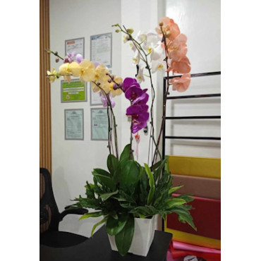 ORCHIDS-PHALAENOPSIS...